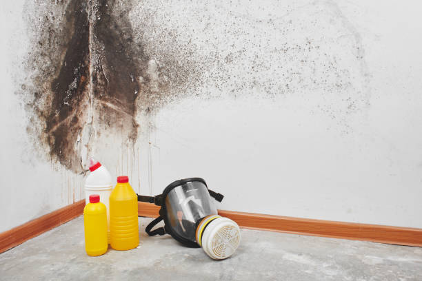 Office Mold Removal Services in Random Lake, WI