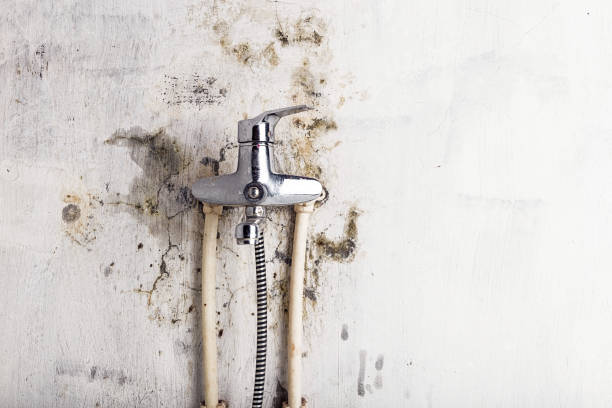 Best Local Mold Removal Service  in Random Lake, WI