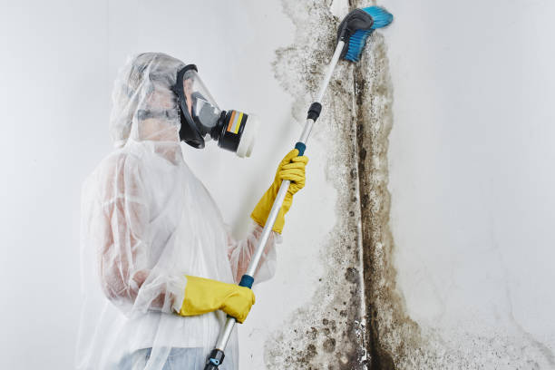 Best Mold Removal Process  in Random Lake, WI