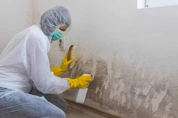 Mold Removal Process in Random Lake, WI