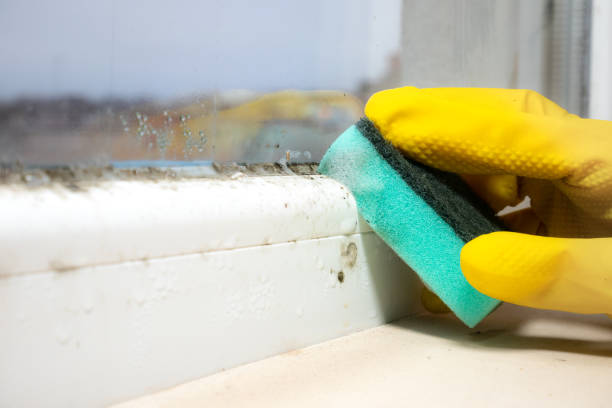 Best Residential Mold Removal  in Random Lake, WI