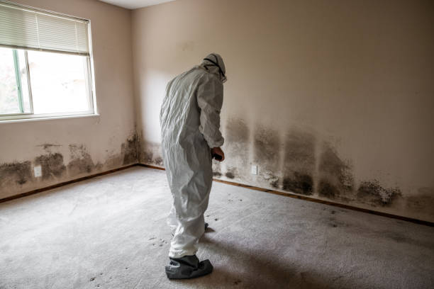 Best Toxic Mold Removal  in Random Lake, WI