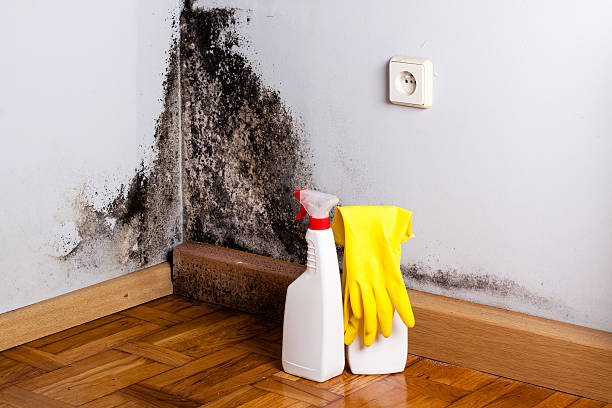 Best Mold Cleaning Services  in Random Lake, WI