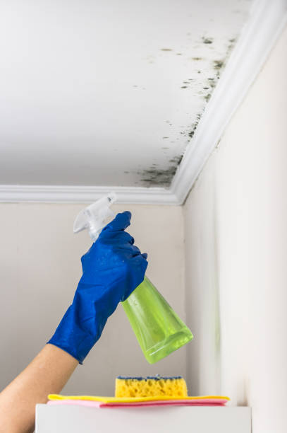 Best Attic Mold Removal  in Random Lake, WI